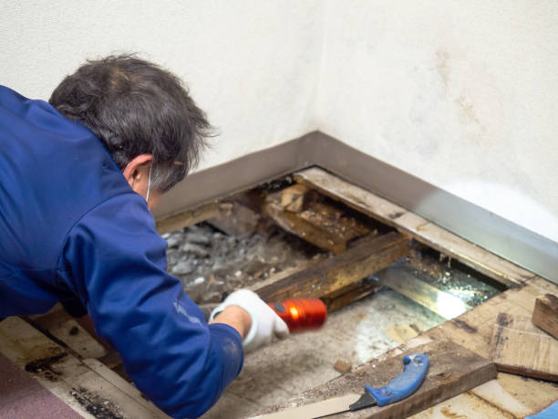 Best Water Damage Restoration  in Alliance, OH