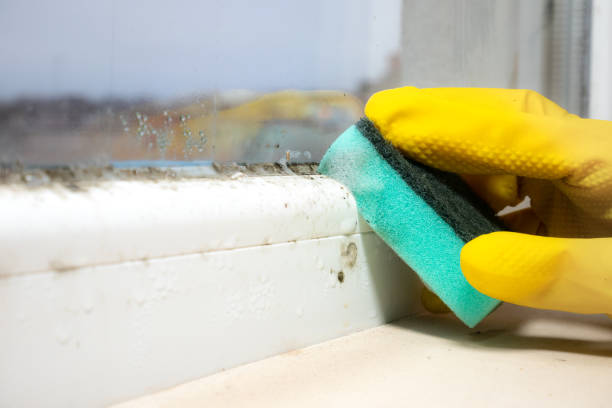 Best Mold Removal Process  in Alliance, OH