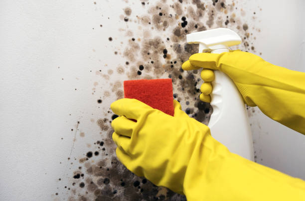 Best Affordable Mold Removal  in Alliance, OH