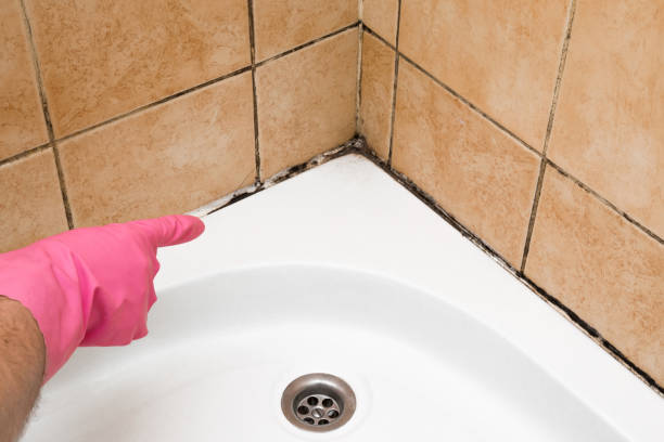 Best Best Mold Removal Companies  in Alliance, OH